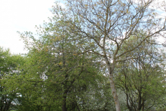 W203-01.05.2012-091